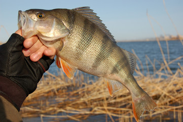 Obraz premium Perch fishing