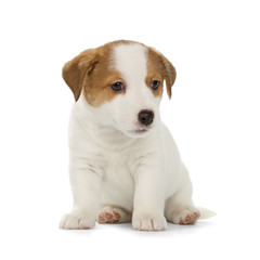 Jack Russell Terrier puppy