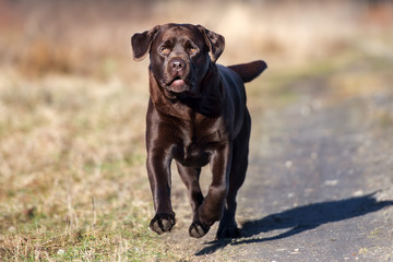 brown labrador dog running outdoors