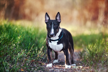 english bull terrier dog outdoors