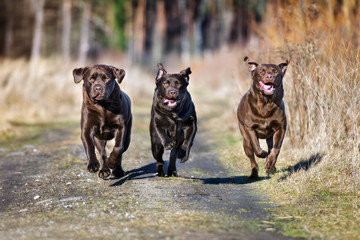 three happy dogs running together
