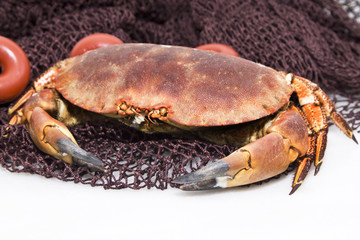 Crab on fishing net