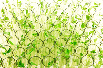 沢山の試験管の中で培養される植物イメージ