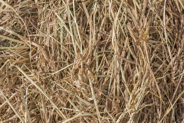 Dries hay with cereals and other wild meadow herbs as a texture, good quality forage for cattle
