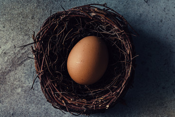 Egg in bird nest