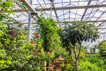 Interior of greenhouse with a variety of plants and flowers
