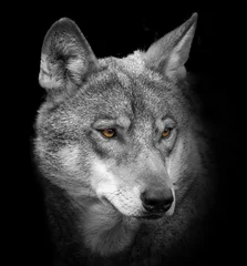 Zelfklevend Fotobehang wolvenportret © Vera Kuttelvaserova