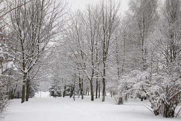 Obraz premium winter