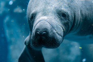 manatee close up portrait looking at you