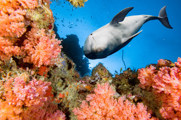 dolphin underwater on blue ocean background