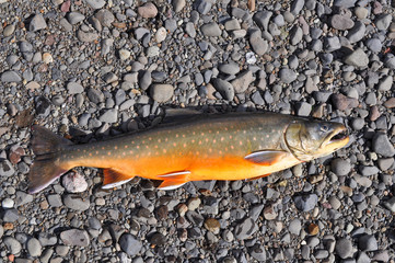 Obraz premium Successful fishing, Arctic char.