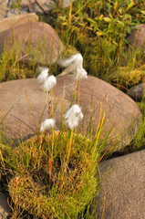 Cottongrass is a plant of Taimyr.