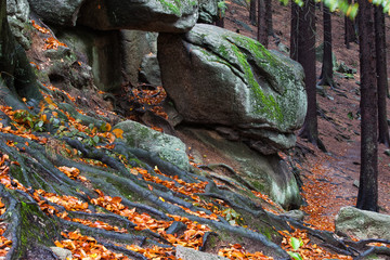 Tree Roots and Boulders on Mountain Slope