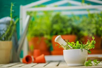 Herbs from the greenhouse, herbs in mortar