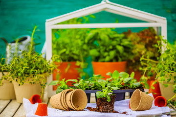 Herbs and plants grown in the greenhouse