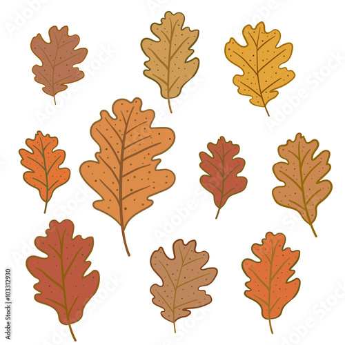 "Set of oak leaves isolated on white background" Stock image and