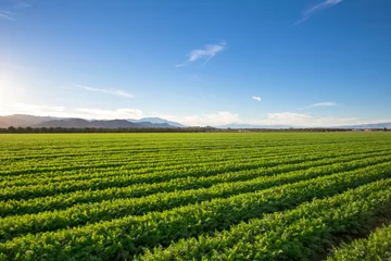 Foto auf Alu-Dibond Bio-Bauernhöfe in Kalifornien. Blauer Himmel, Palmen und mehrere Bergschichten tragen zu diesem organischen und fruchtbaren Ackerland in Kalifornien bei. © veeterzy