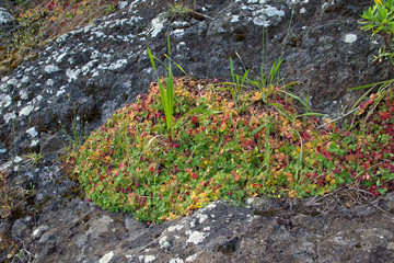 Klee am Felsen