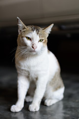 Thai cat sitting on the cement floor
