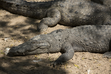 The crocodile with open jaws eating looking sleeping