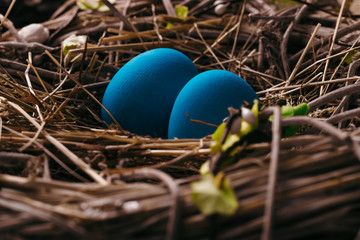 Blue Easter eggs in bird nest