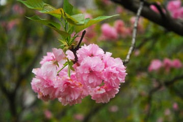 Beautiful blooming sakura flowers in garden
