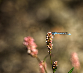 libélula azul sobre flor 
rosada