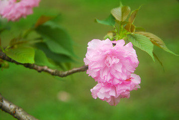 Beautiful blooming sakura flowers in garden
