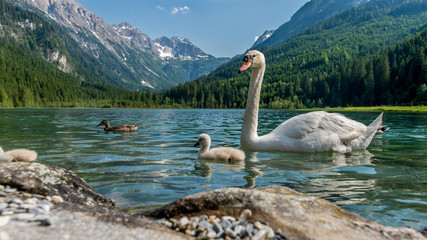 Fototapeta premium idyllische Sommerlandschaft mit Schwanensee und Alpen