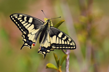 papilio machaon. 