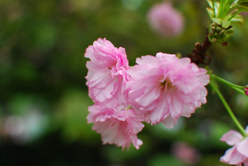 Beautiful blooming sakura flowers in garden
