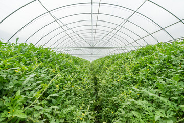 watermelon in greenhouse