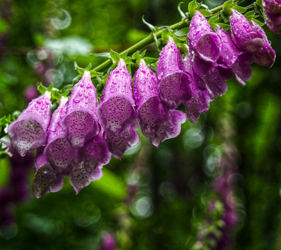 Estraloques, campanilla
