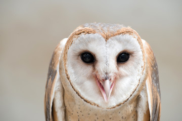 common barn owl ( Tyto albahead ) close up