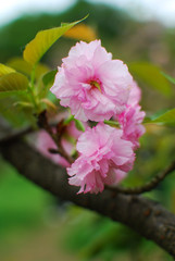 Beautiful blooming sakura flowers in garden
