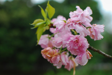 Beautiful blooming sakura flowers in garden
