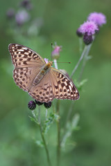Silver-washed Fritillary (Argynnis paphia) butterfly in summer, 