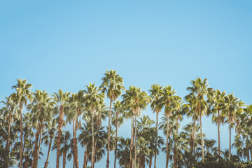 Palm Springs Movie Colony Palm Trees. Vintage style image meant to portray the re-birth of Palm...