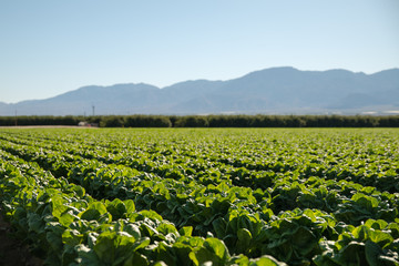 Organic Farm Land Crops In California. Multiple layers of mountains add to this organic and fertile...