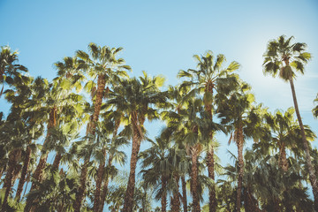 Palm Springs Movie Colony Palm Trees. Vintage style image meant to portray the re-birth of Palm Springs and it's modernism and style. © veeterzy