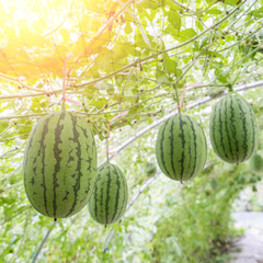 watermelon in greenhouse