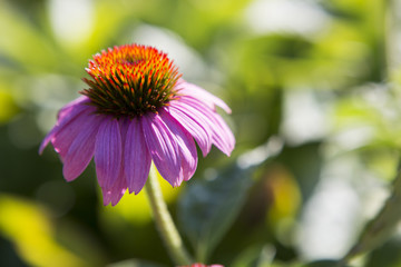 Echinacea purpurea