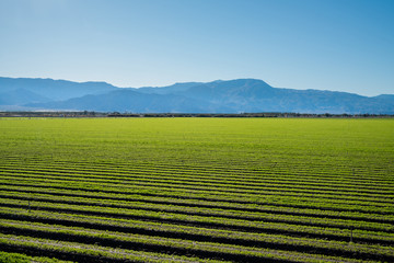 Organic Farm Land Crops In California. Multiple layers of mountains add to this organic and fertile...