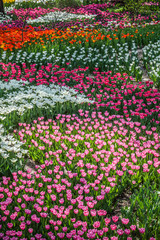 Bed of Multicolored tulips