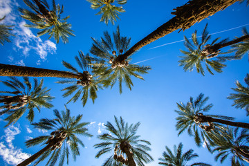 Coachella Palm Trees and Clear Skies
Palm Trees and Clear skies fill the image in Coachella, California. Two airplanes flying past in the distant background. Summertime and the living's easy.
