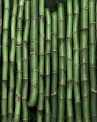 green bamboo