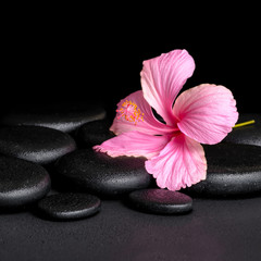 spa concept of pink hibiscus flower on zen basalt stone with dro