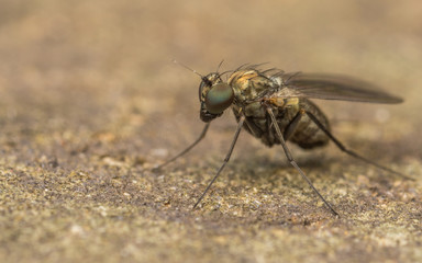 Dolichopodidae fly, insect macro or close up
