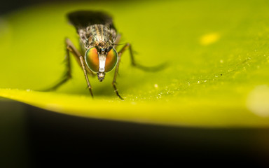 Dolichopodidae fly, insect macro or close up
