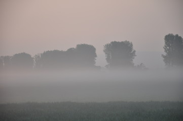 Morgenstimmung im Nebel Donauauen bei Tulln